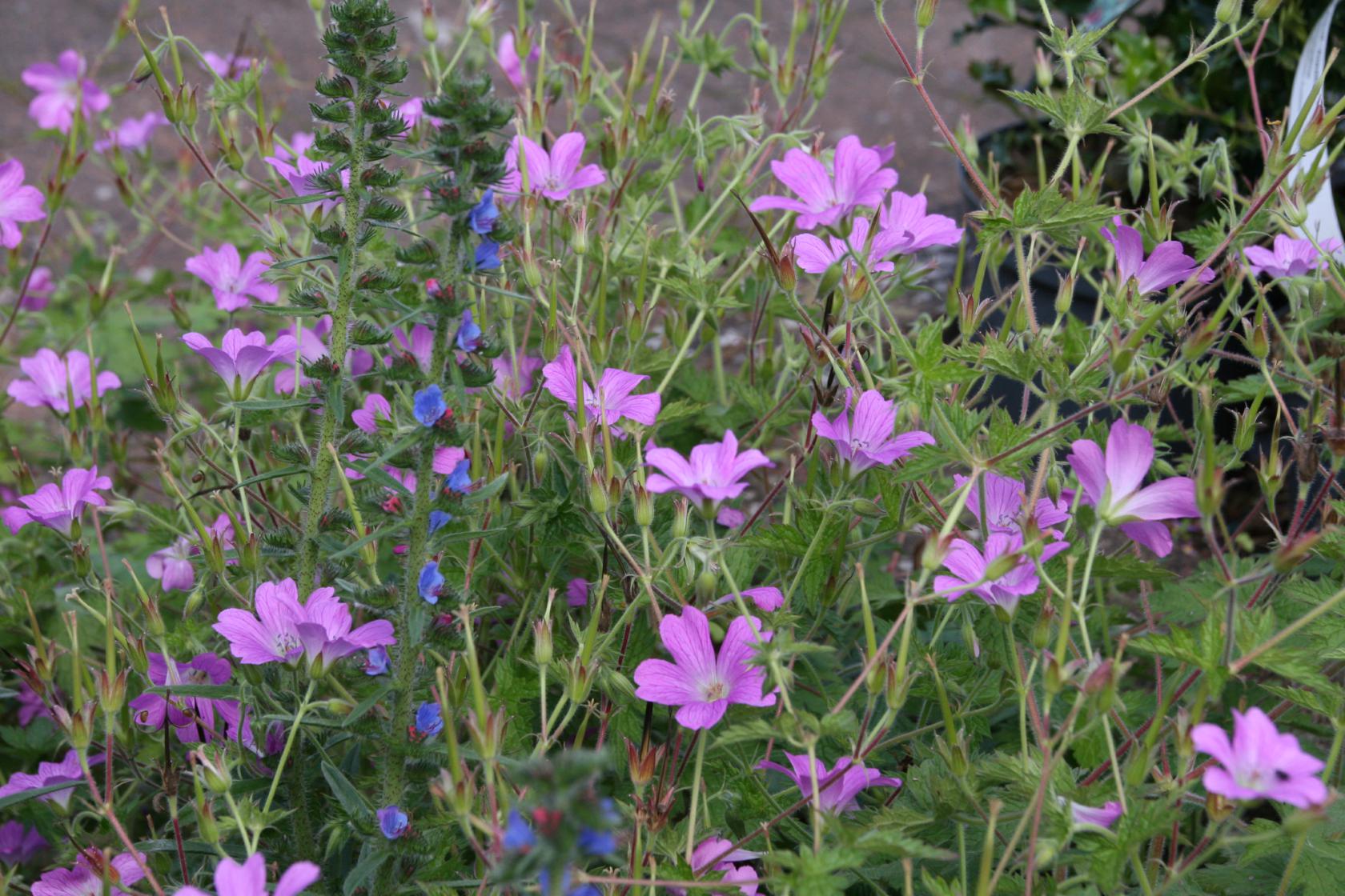 Geranium x oxonianum 'Claridge Druce'