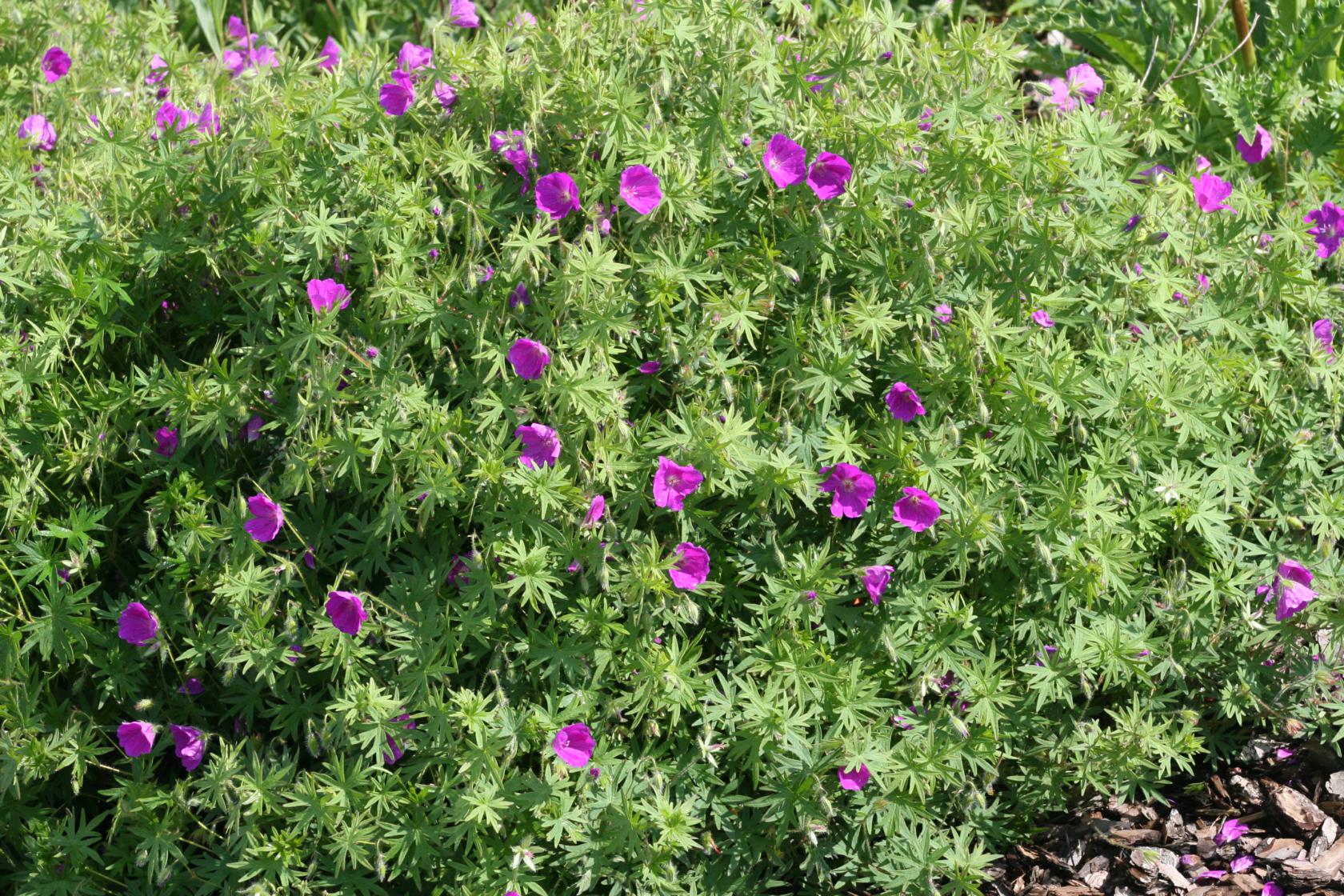 Geranium sanguineum 'Elsbeth'