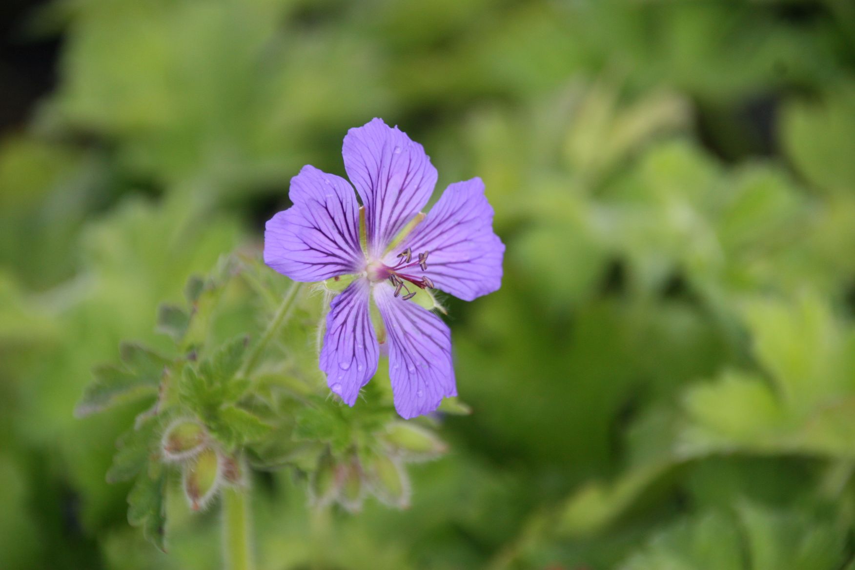 Geranium x magnificum 'Ernst Pagels'