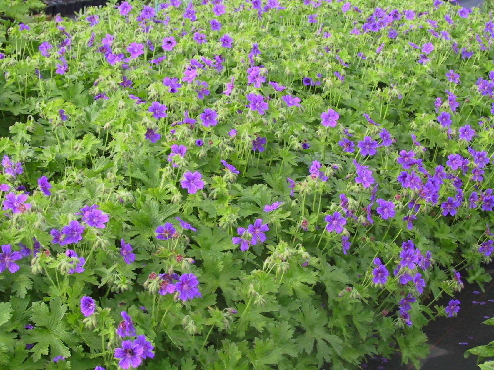 Geranium ibericum 'Vital'