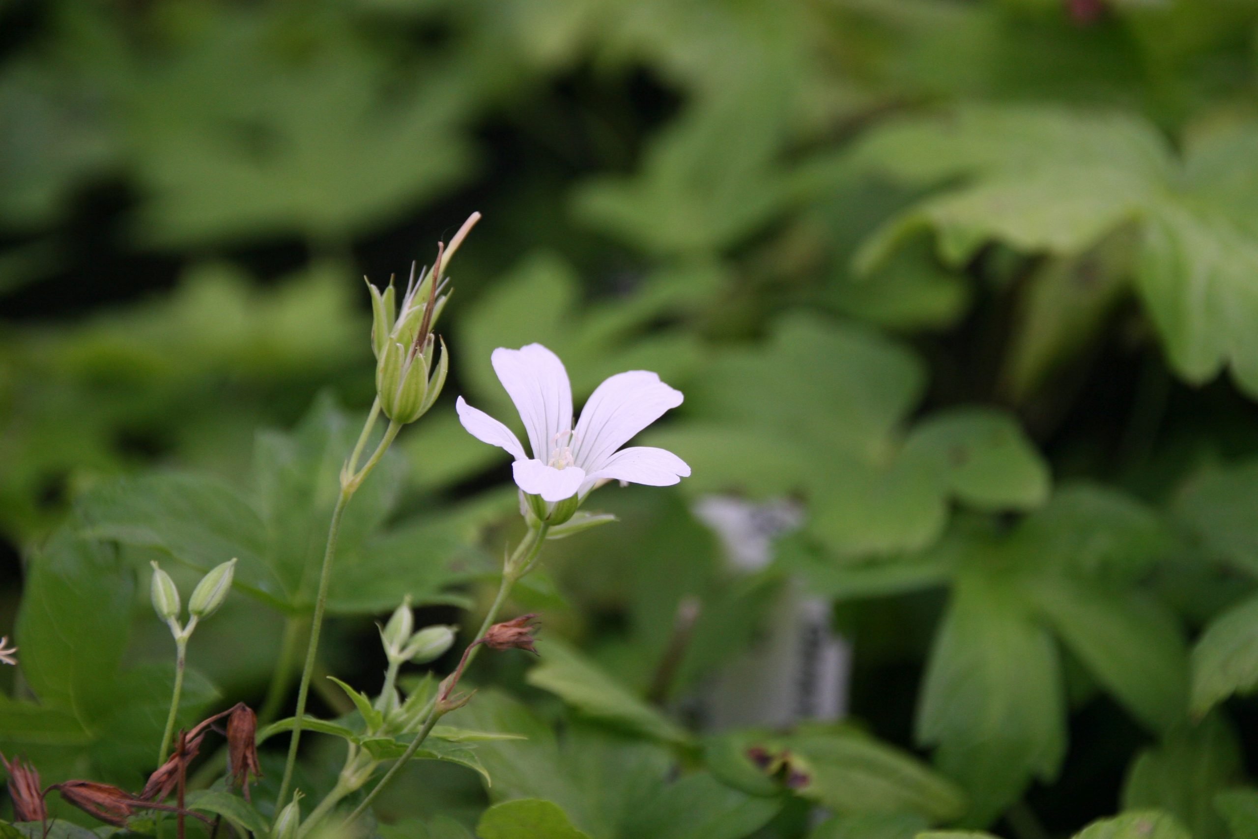 Geranium nodosum 'Silverwood'