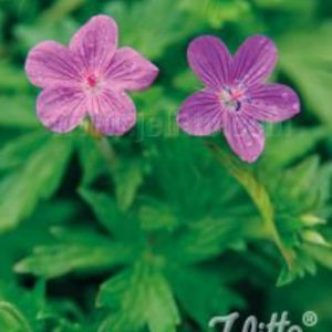 Geranium palustre