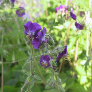 Geranium phaeum