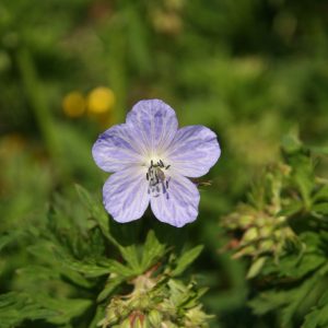Geranium pratense 'Mrs.Kendall Clark'