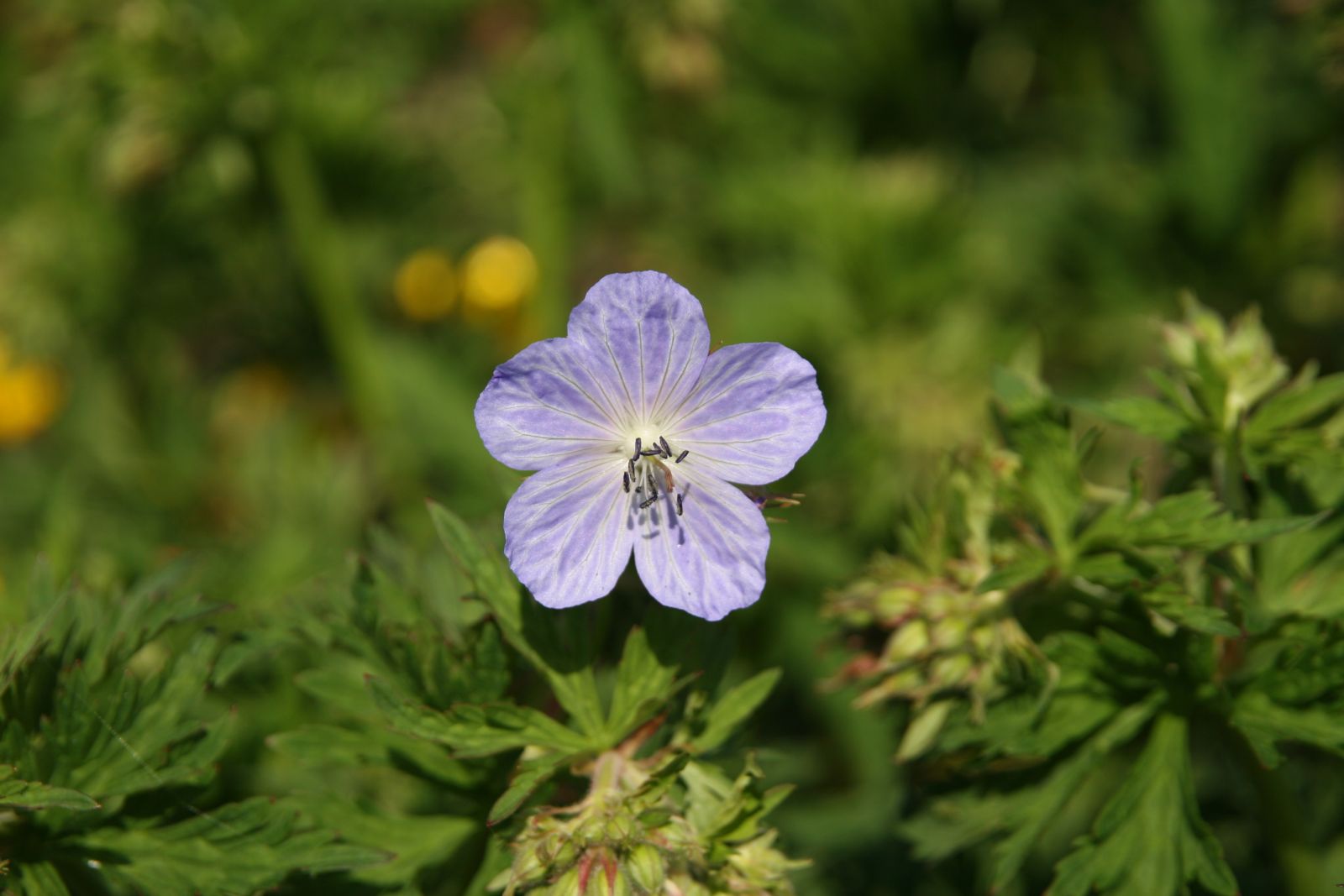 Geranium pratense 'Mrs.Kendall Clark'