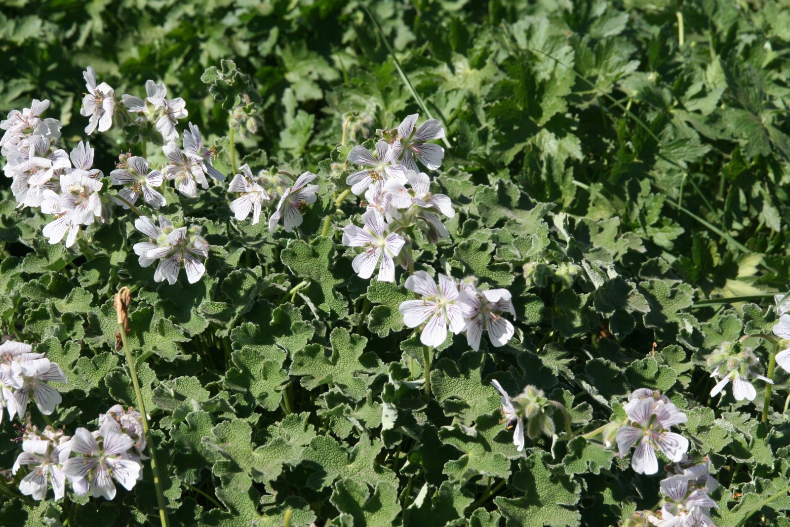 Geranium renardii