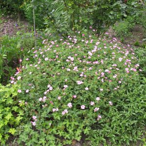 Geranium x oxonianum 'Rose Clair'