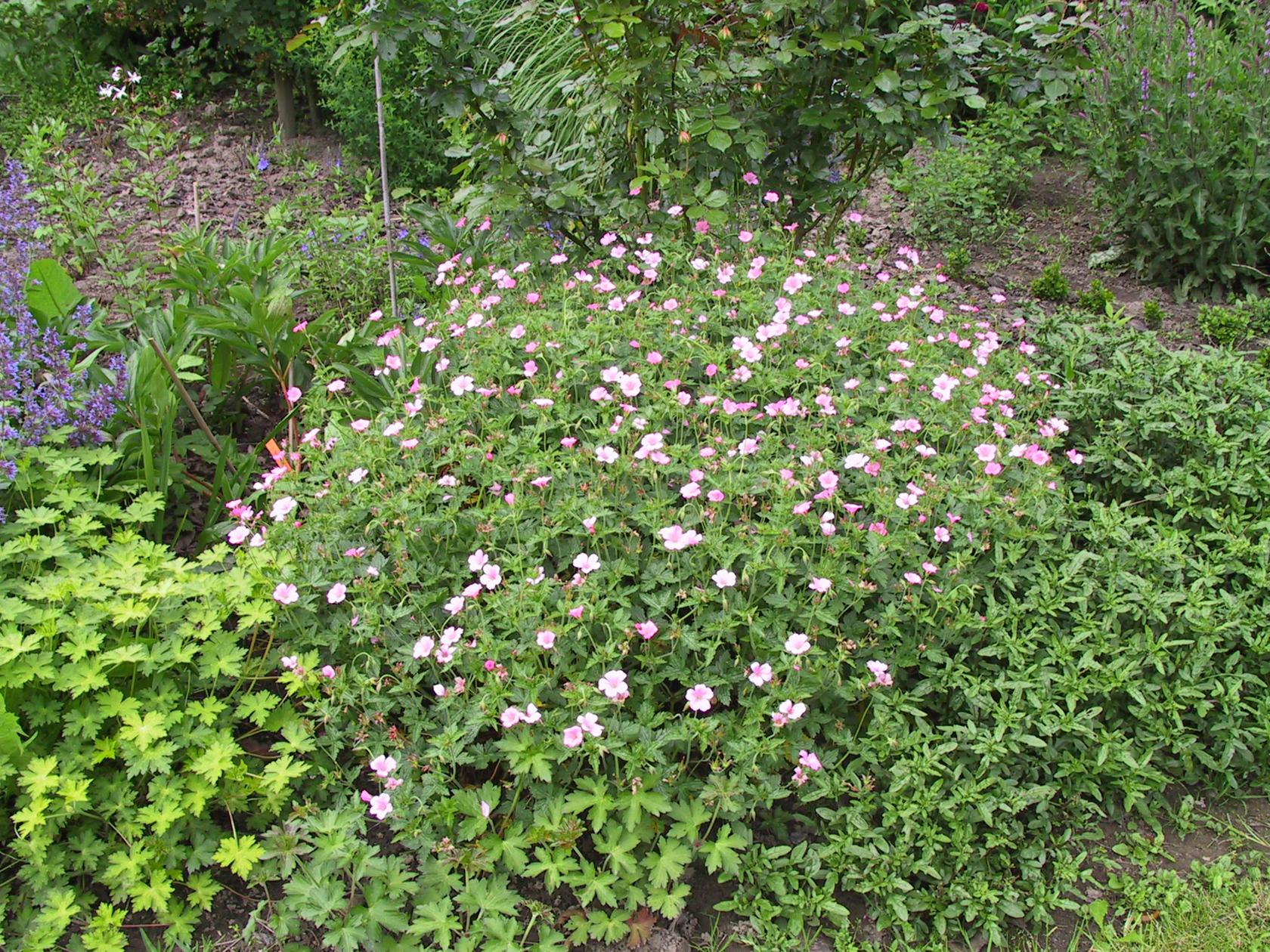 Geranium x oxonianum 'Rose Clair'