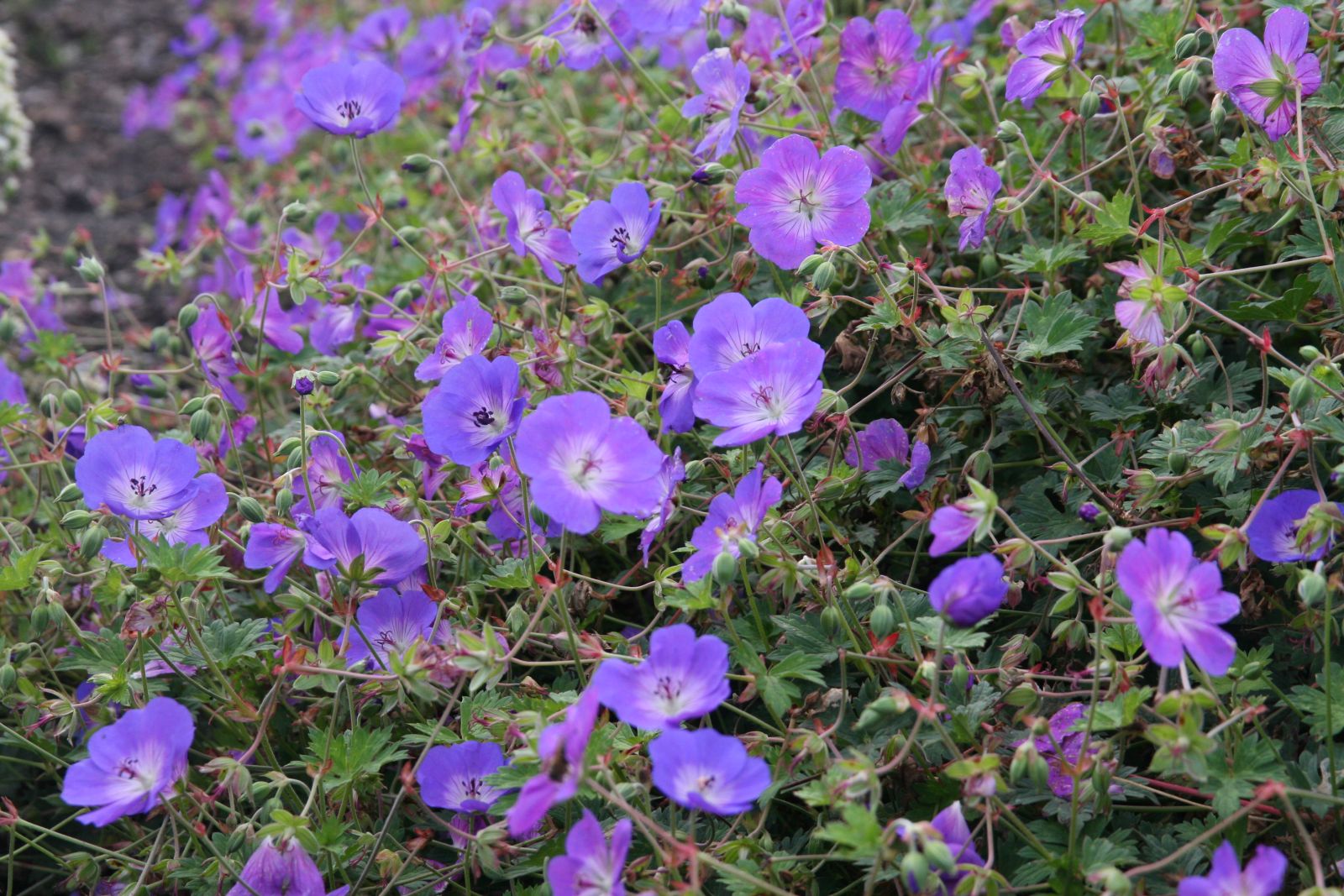 Geranium wallichianum 'Rozanne' (S)