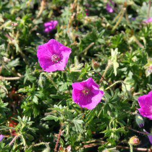 Geranium sanguineum 'Shooting Star'