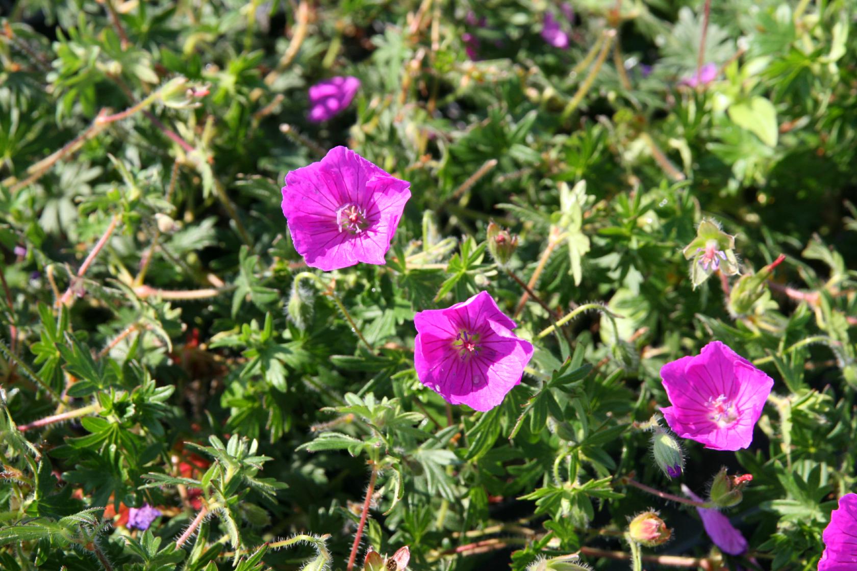 Geranium sanguineum 'Shooting Star'
