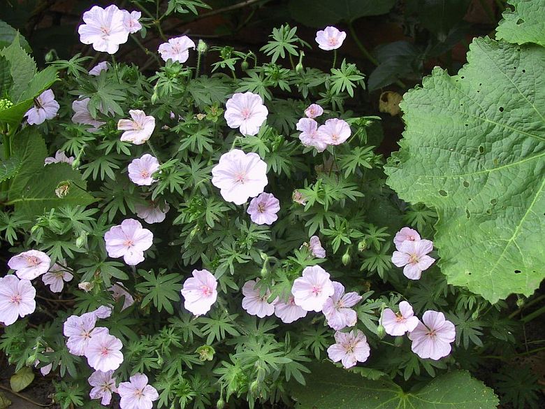 Geranium sanguineum var. Striatum