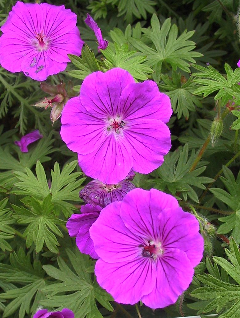 Geranium sanguineum 'Tiny Monster'