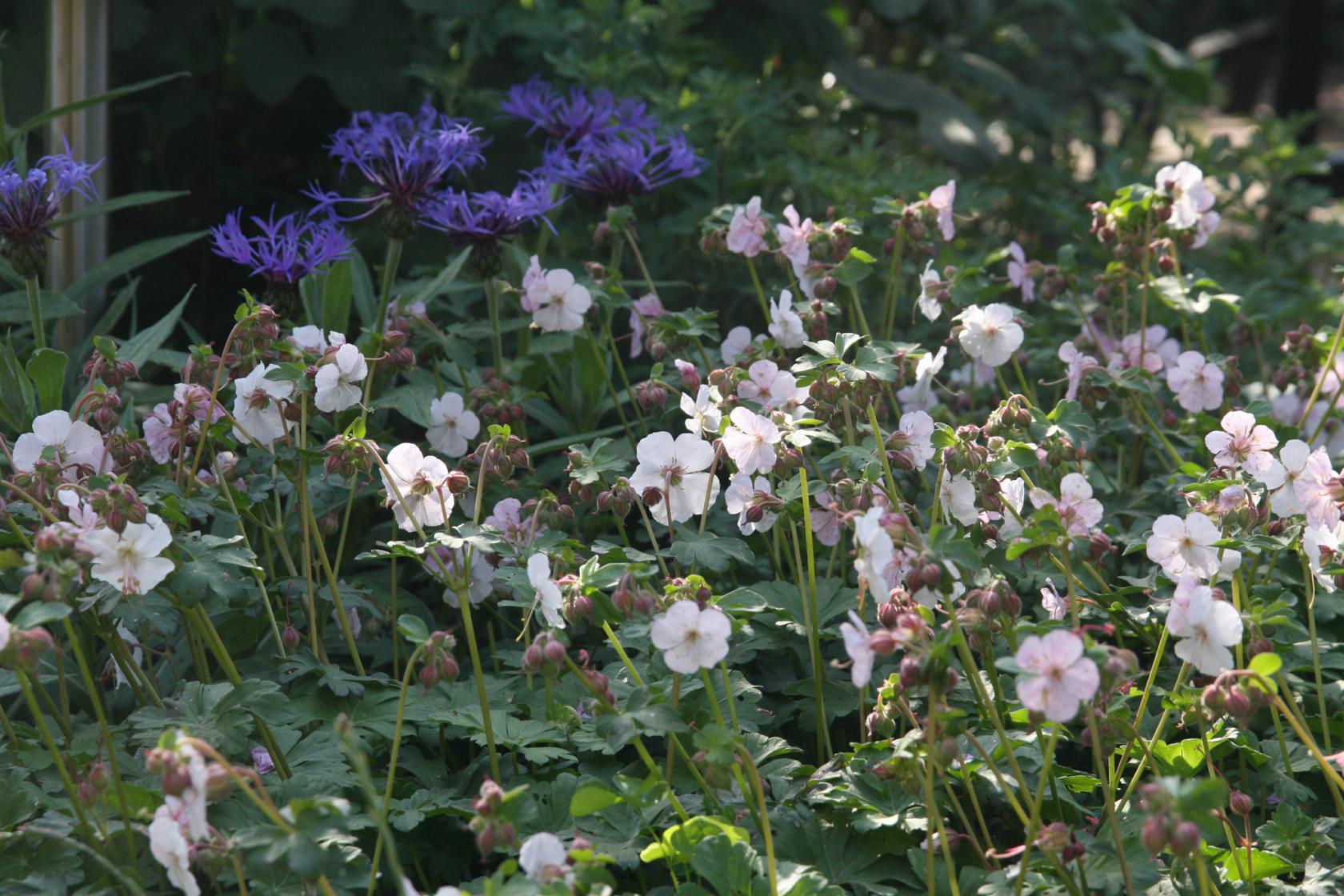 Geranium x cantabrigiense 'Saint Ola'
