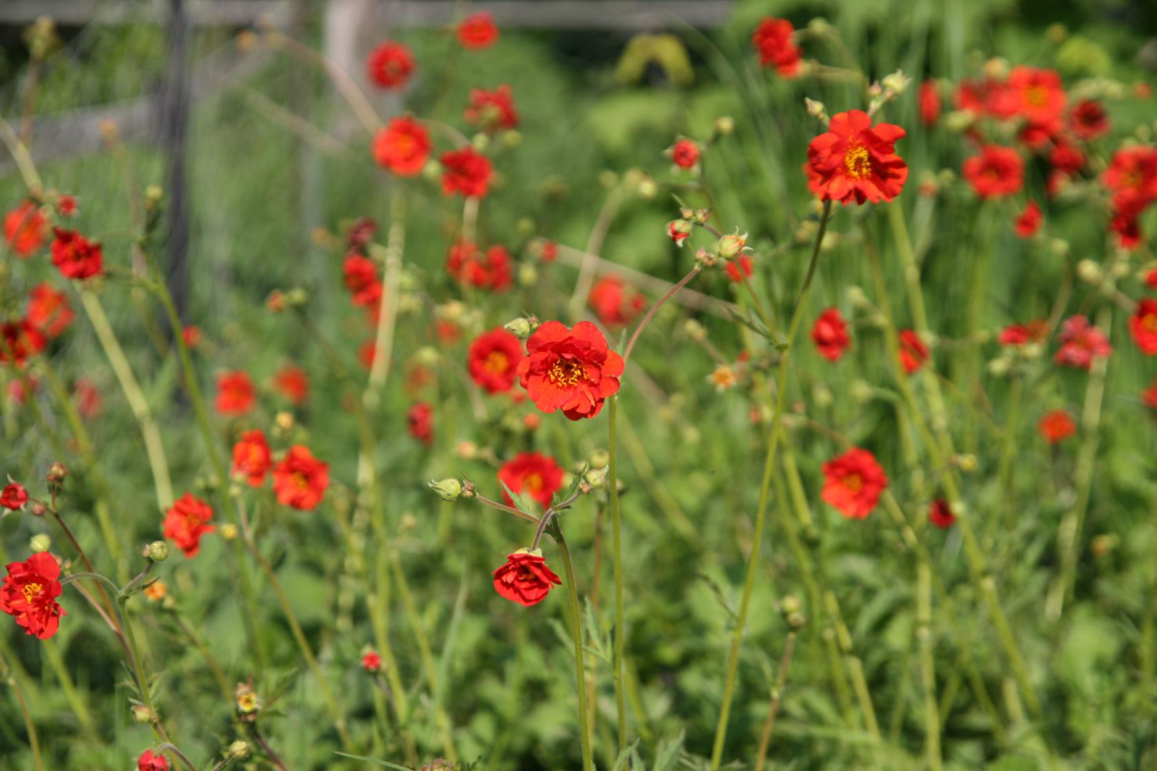 Geum chiloense 'Mrs. Bradshaw' (Feuerball)