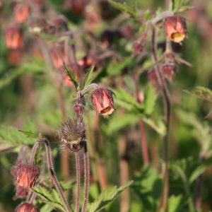 Geum rivale