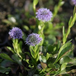 Globularia punctata