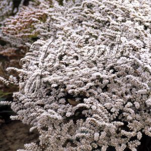 Goniolimon tataricum