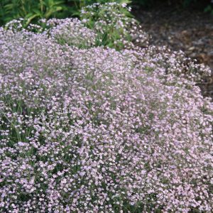 Gypsophila repens Pink Star'