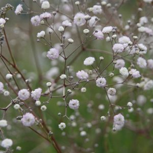 Gypsophila paniculata 'Bristol Fairy'