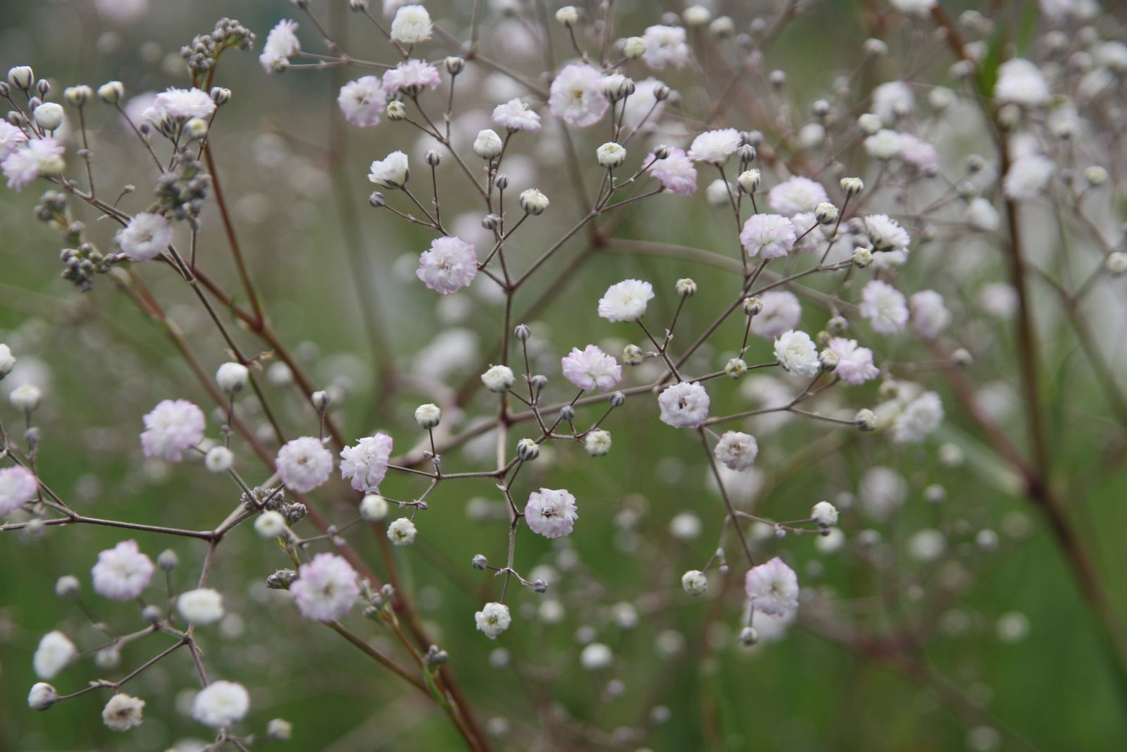 Gypsophila paniculata 'Bristol Fairy'