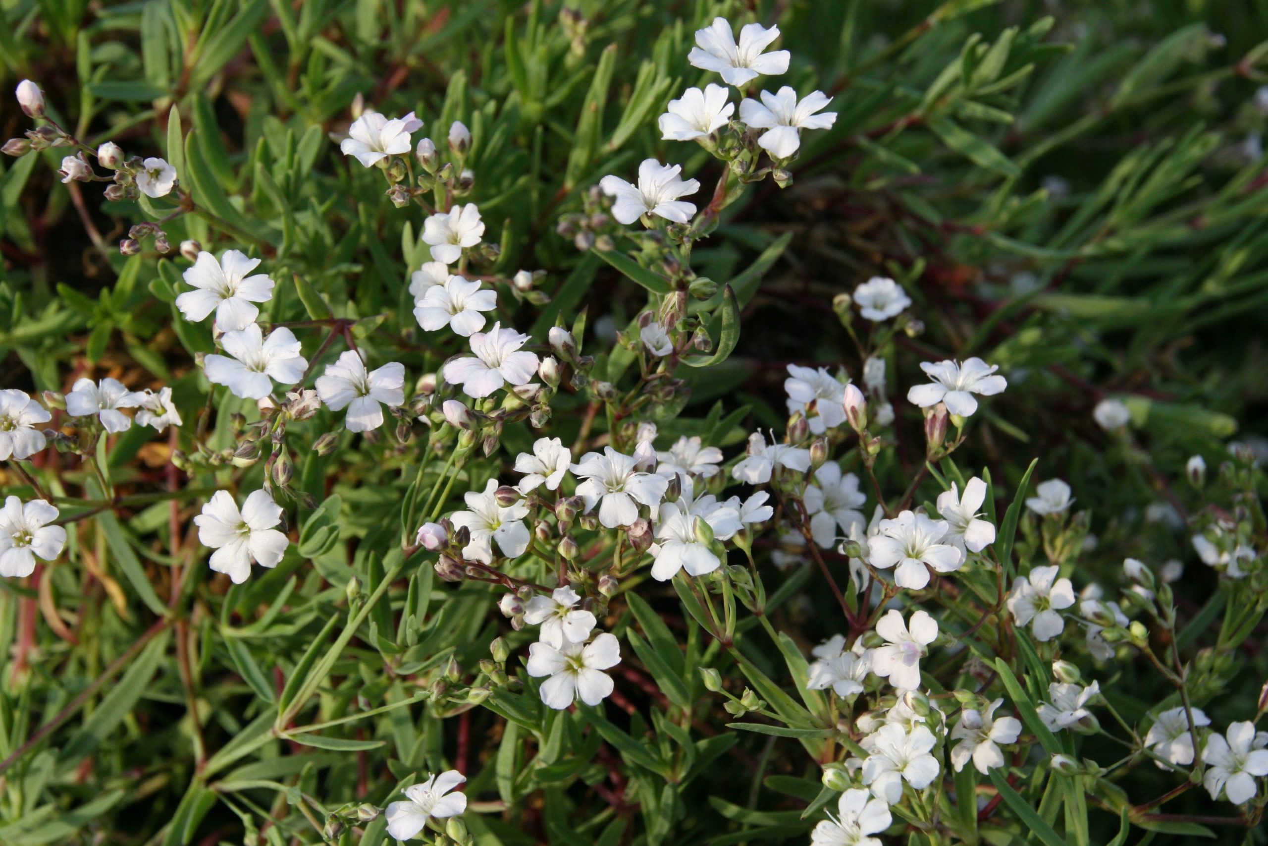 Gypsophila repens 'Filou White'
