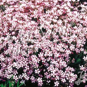 Gypsophila repens 'Rosea'