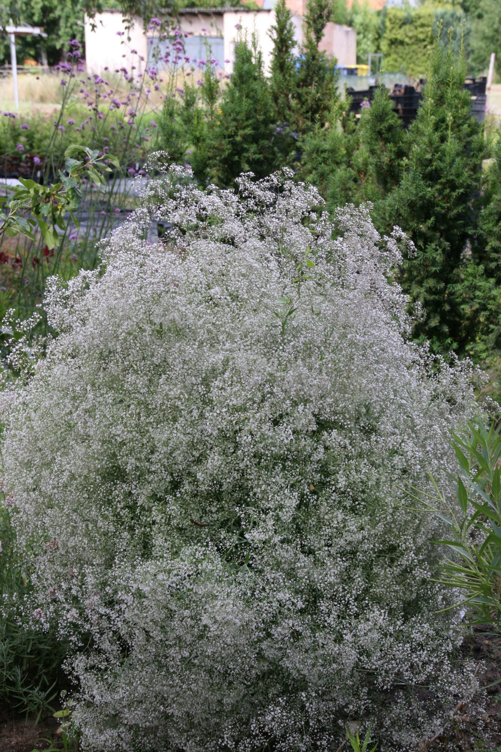 Gypsophila paniculata 'Schneeflocke'