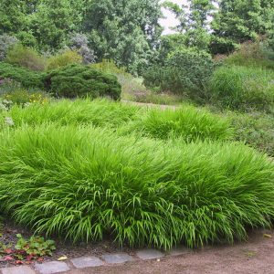 Hakonechloa macra