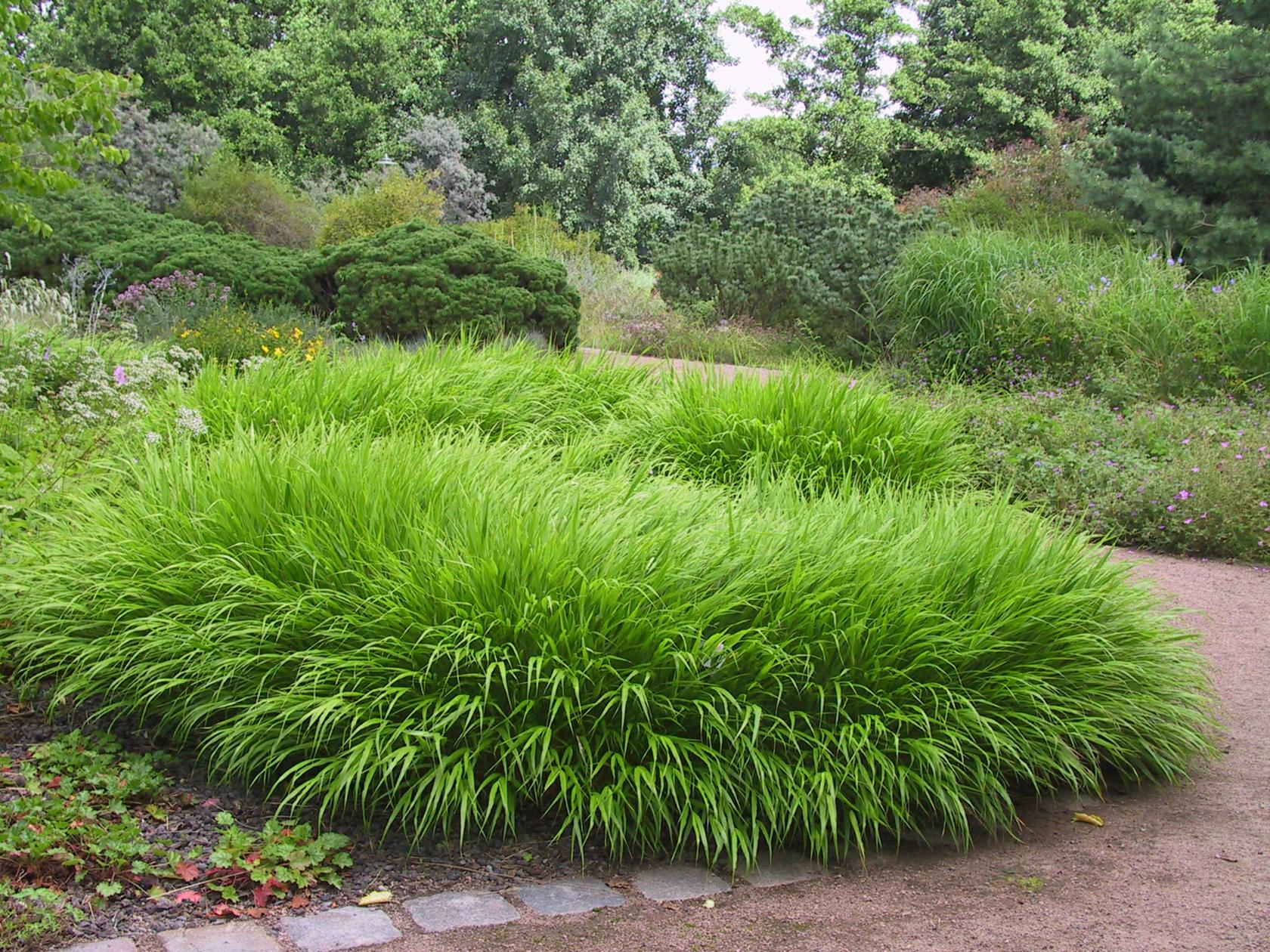 Hakonechloa macra