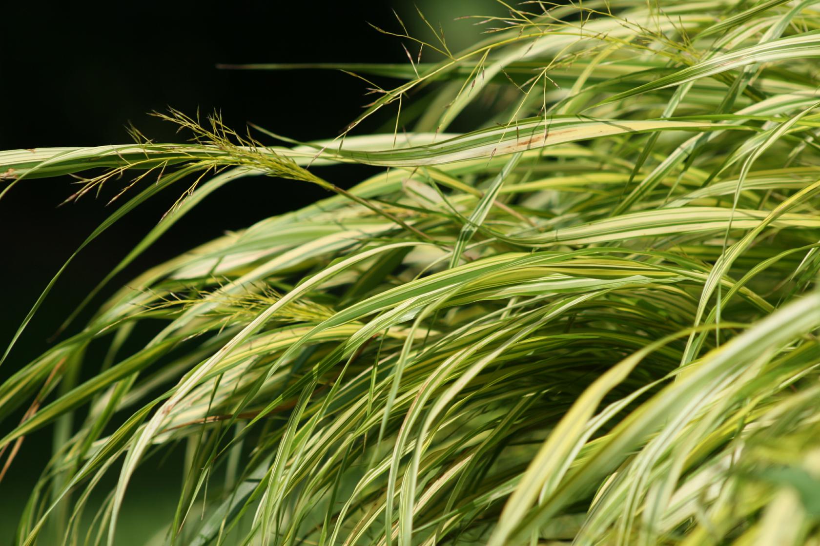 Hakonechloa macra 'Aureola'