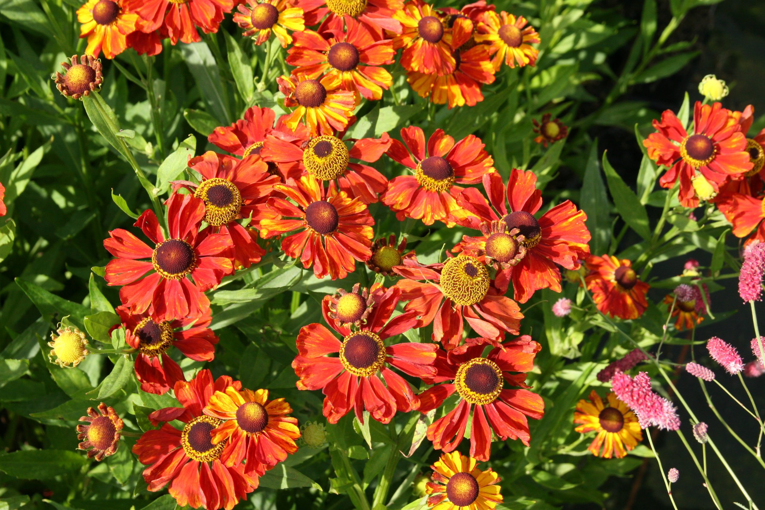 Helenium x cult. 'Baudirektor Linne'