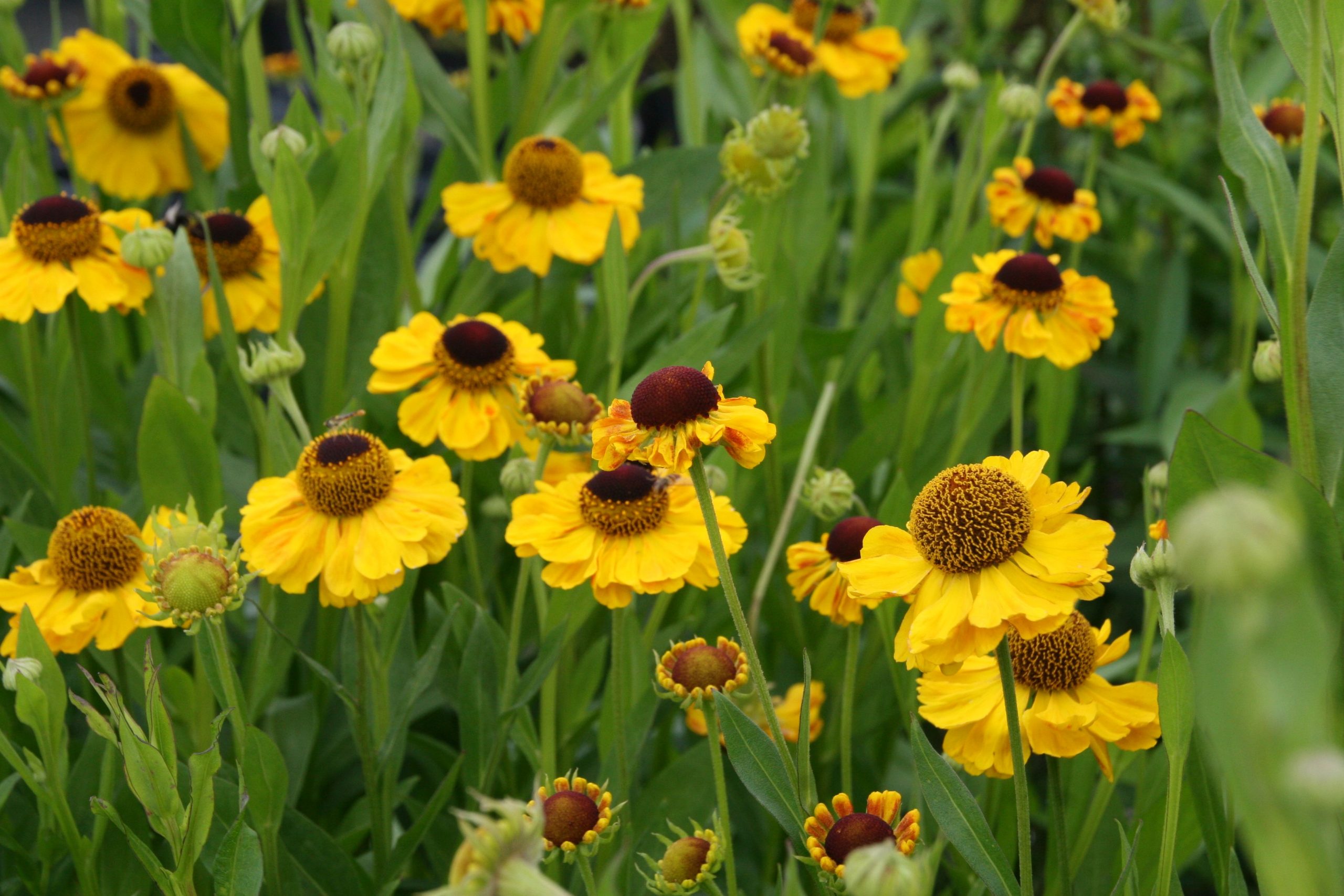 Helenium x cult. 'El Dorado'