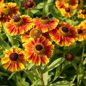 Helenium x cult. 'Goldreif'