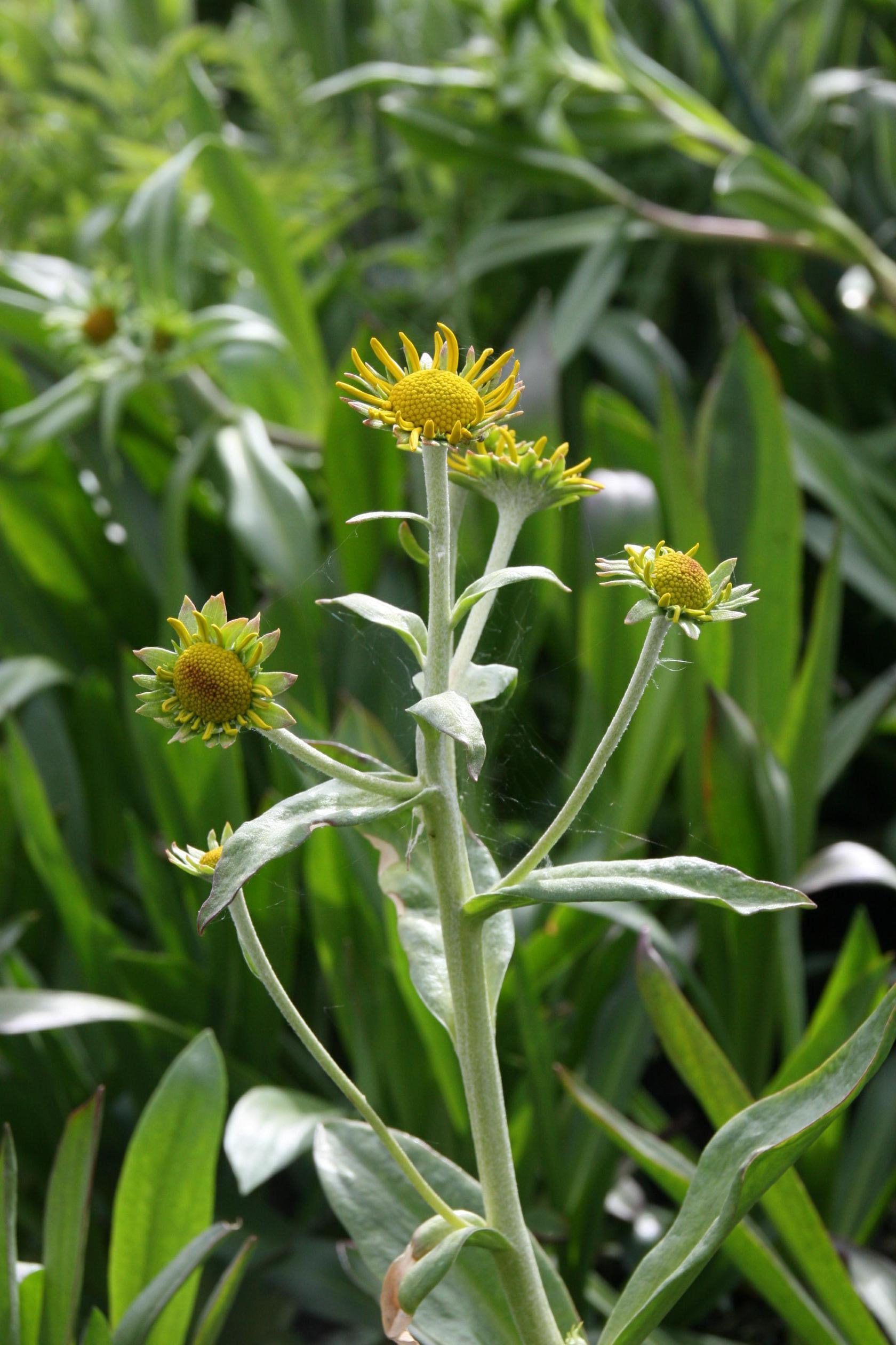 Hymenoxis hoopesii (Helenium)