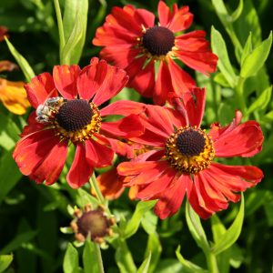 Helenium x cult. 'Kupferzwerg'