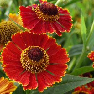 Helenium x cult. 'Poncho' (S)