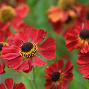 Helenium x cult. 'Rubinzwerg'