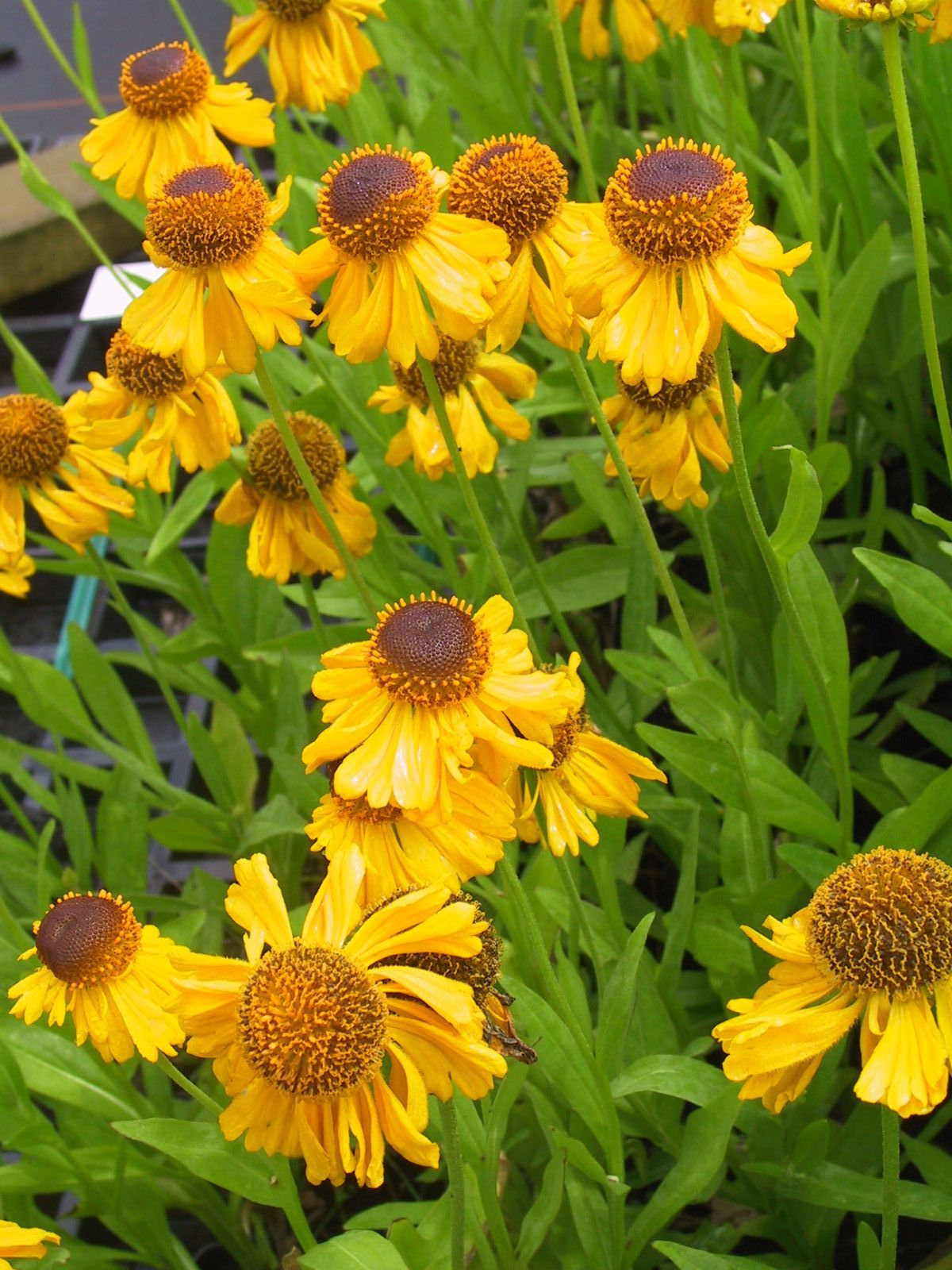 Helenium bigelovii 'The Bishop'
