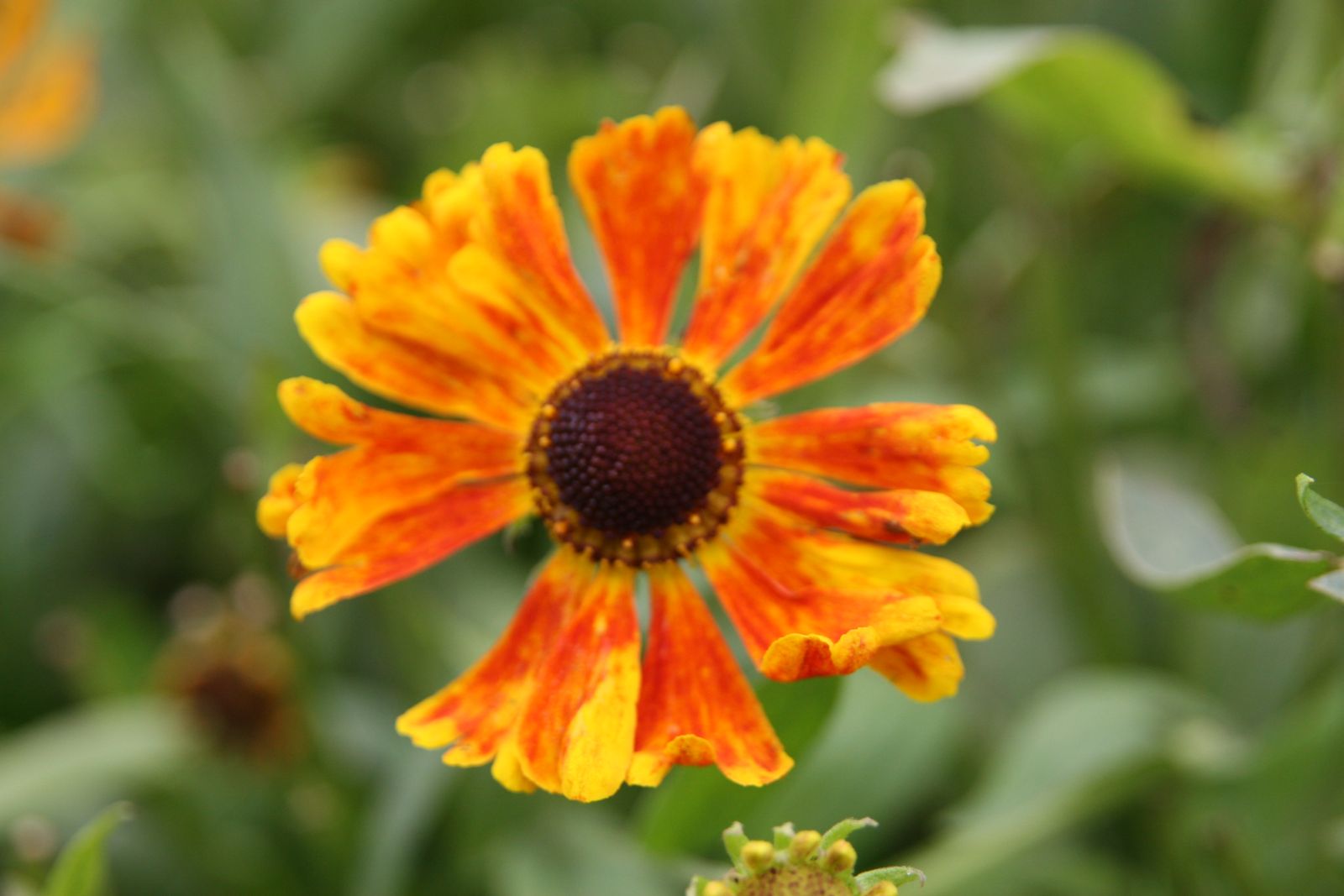 Helenium x cult. 'Waltraud'
