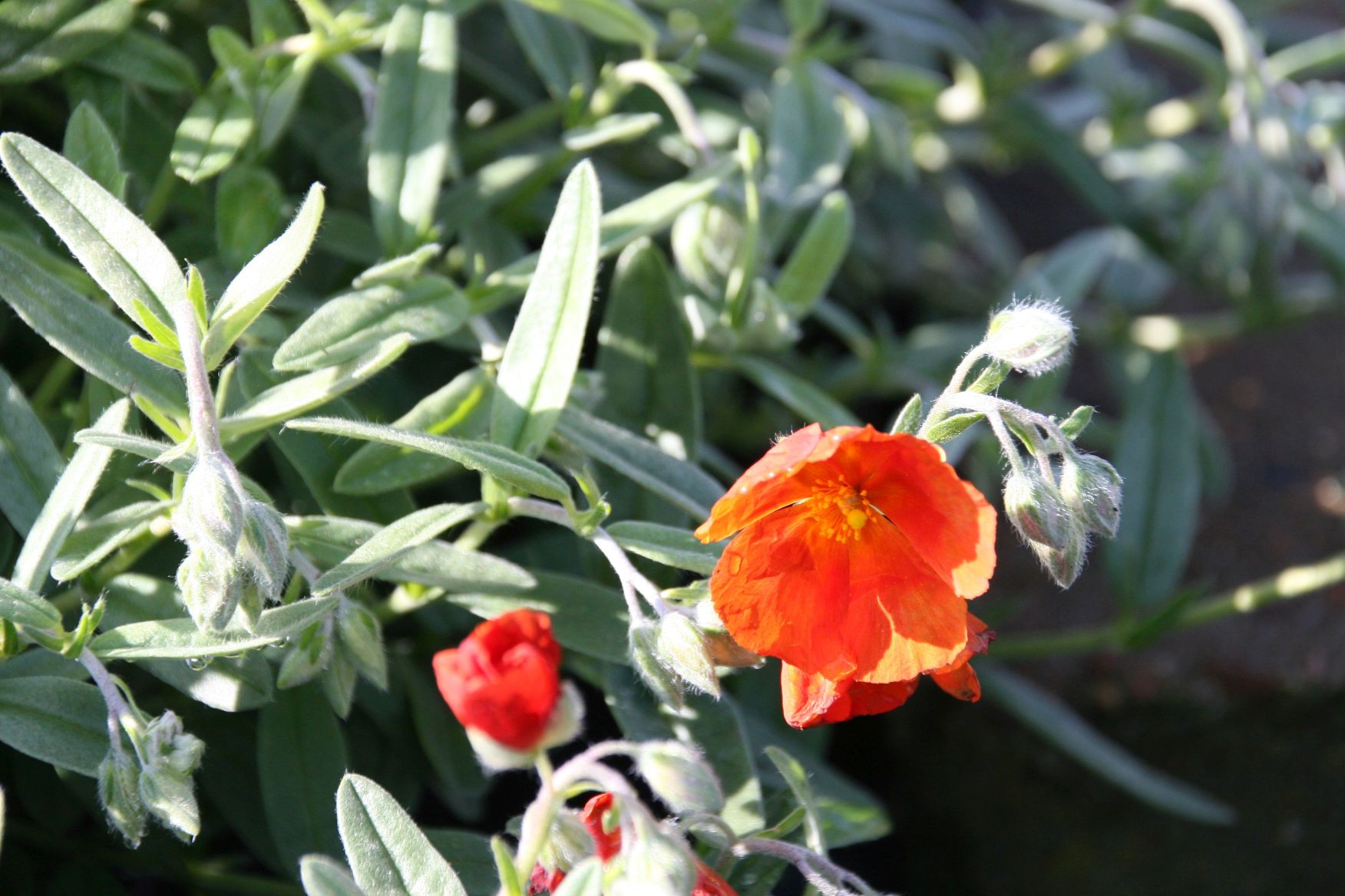 Helianthemum x cult.'Henfield Brilliant'