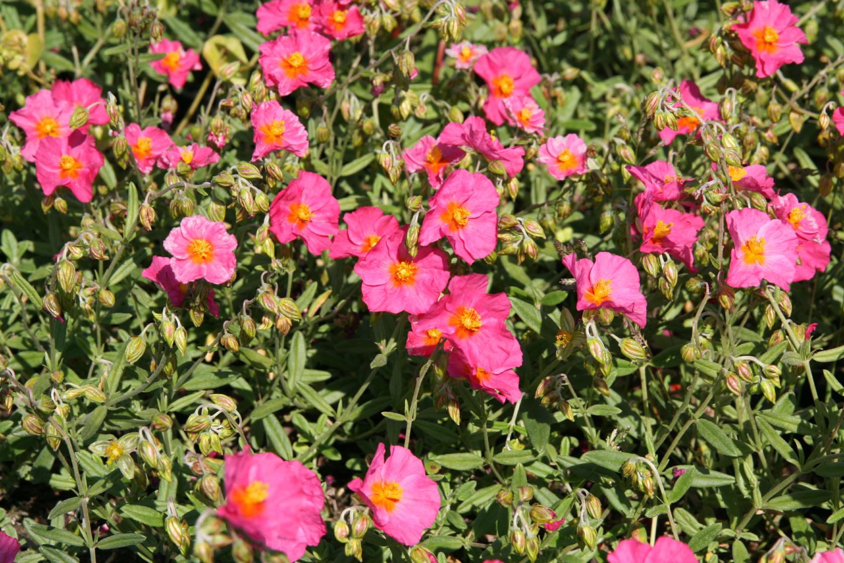 Helianthemum x cult.'Ben Hope'