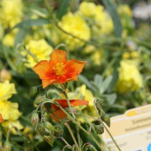 Helianthemum x cult.'Bronzeteppich'