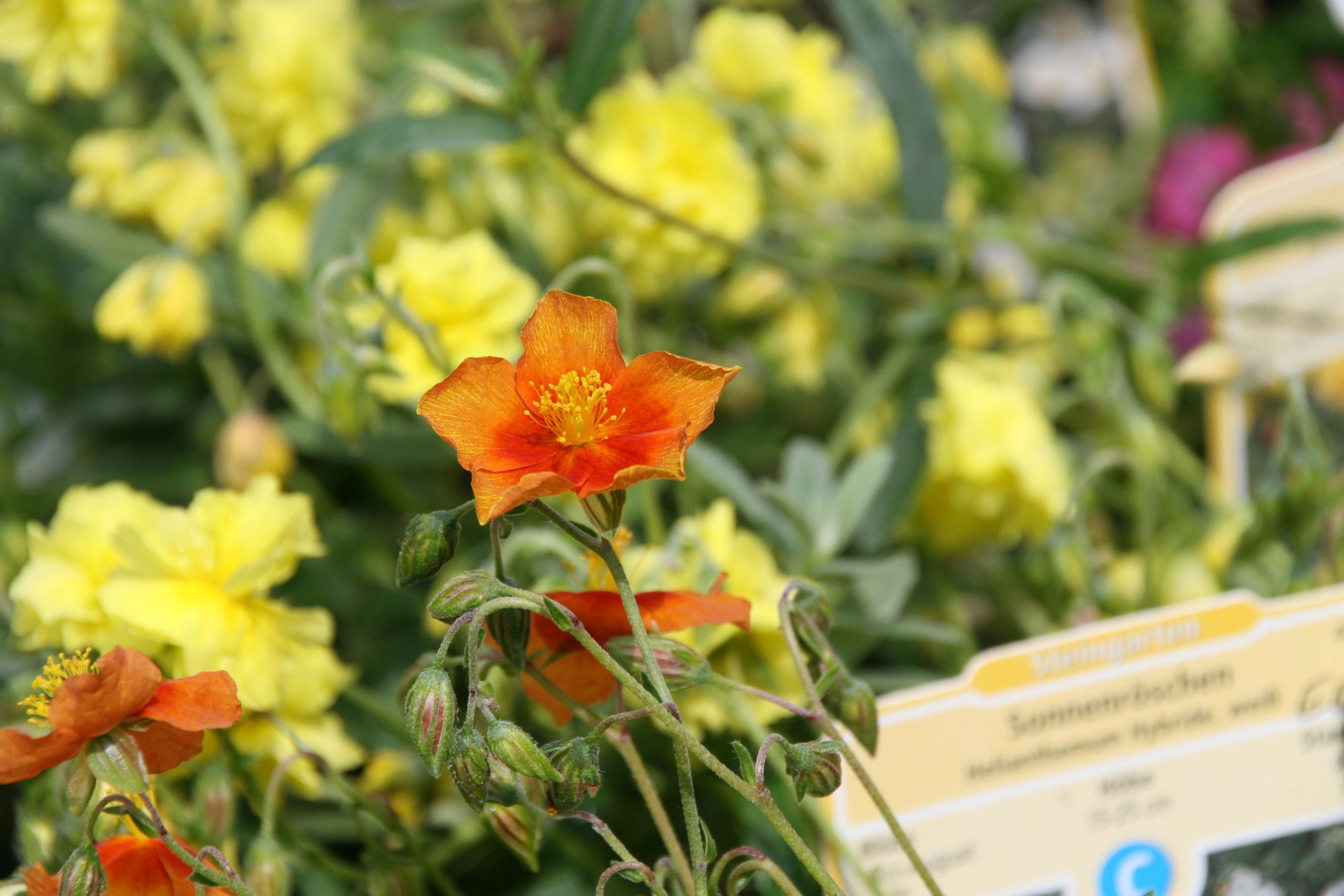 Helianthemum x cult.'Bronzeteppich'