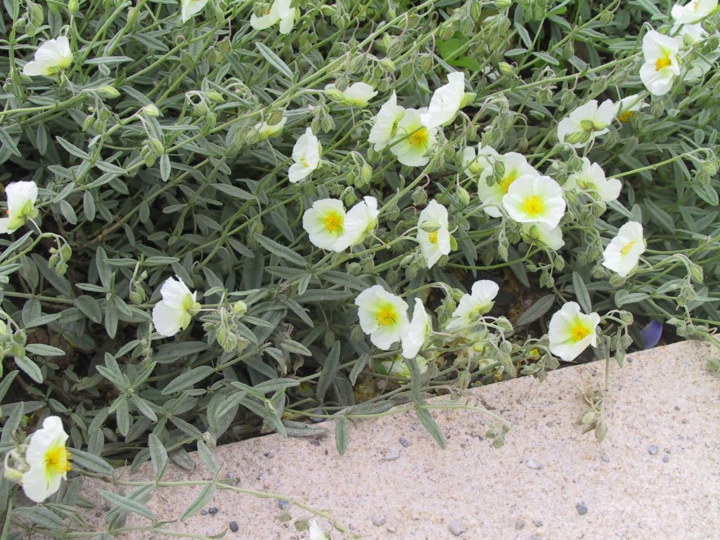 Helianthemum x cult.'Eisbär'