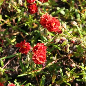 Helianthemum x cult.'Rubin'