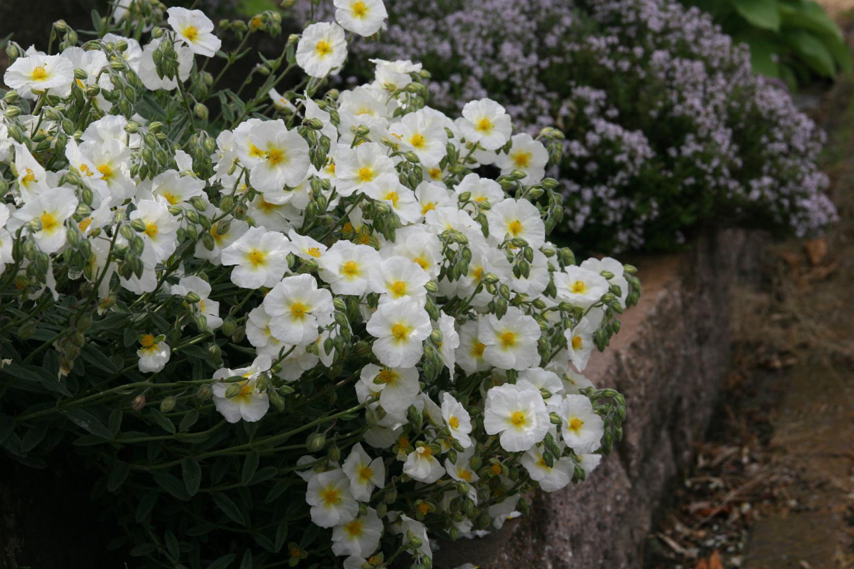 Helianthemum x cult.'Snow Queen'