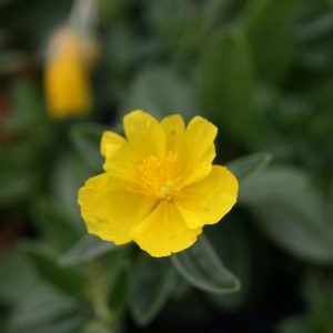 Helianthemum x cult.'Sterntaler