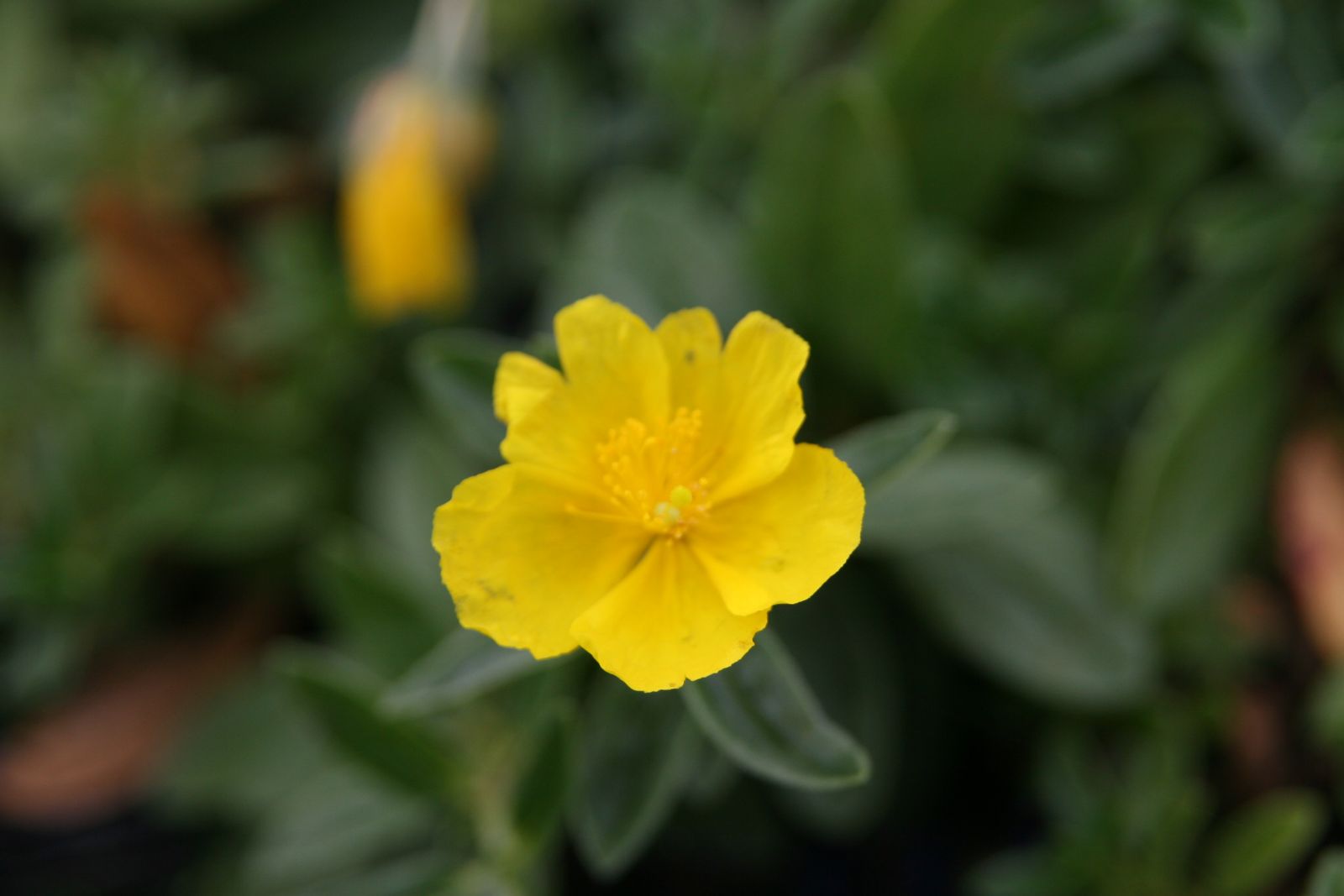 Helianthemum x cult.'Sterntaler
