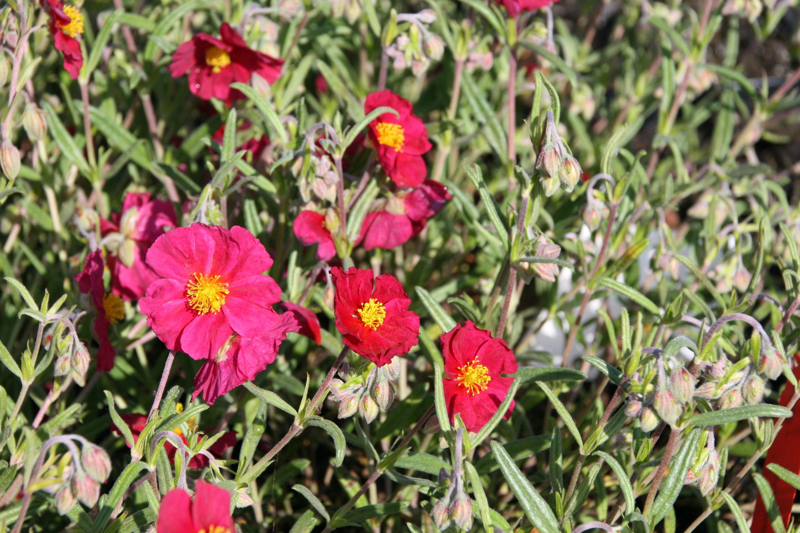 Helianthemum x cult.'Supreme'